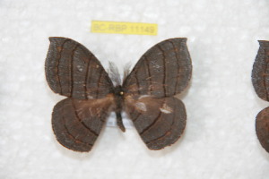  ( - BC-RBP 11149)  @11 [ ] Copyright (2018) Ron Brechlin Research Collection of Ron Brechlin