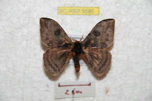  ( - BC-RBP 9585)  @14 [ ] Copyright (2015) Ron Brechlin Research Collection of Ron Brechlin