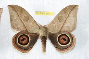  ( - BC-RBP 9611)  @11 [ ] Copyright (2015) Ron Brechlin Research Collection of Ron Brechlin