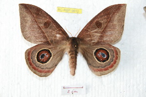  ( - BC-RBP 9612)  @11 [ ] Copyright (2015) Ron Brechlin Research Collection of Ron Brechlin