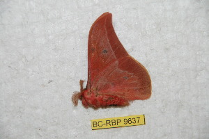  ( - BC-RBP 9637)  @12 [ ] Copyright (2015) Ron Brechlin Research Collection of Ron Brechlin