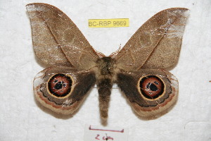  ( - BC-RBP 9669)  @11 [ ] Copyright (2015) Ron Brechlin Research Collection of Ron Brechlin