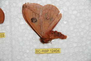  (Pseudautomeris ubalensis - BC-RBP 12404)  @11 [ ] copyright (2022) Ron Brechlin Research Collection of Ron Brechlin