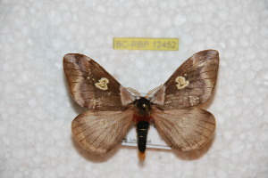  ( - BC-RBP 12452)  @11 [ ] copyright (2022) Ron Brechlin Research Collection of Ron Brechlin