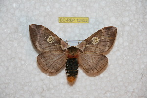  ( - BC-RBP 12453)  @11 [ ] copyright (2022) Ron Brechlin Research Collection of Ron Brechlin