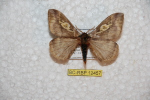  ( - BC-RBP 12457)  @11 [ ] copyright (2022) Ron Brechlin Research Collection of Ron Brechlin