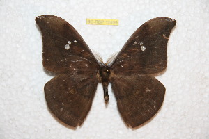  ( - BC-RBP 12459)  @11 [ ] copyright (2022) Ron Brechlin Research Collection of Ron Brechlin