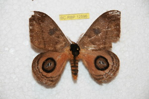  ( - BC-RBP 12596)  @11 [ ] copyright (2022) Ron Brechlin Research Collection of Ron Brechlin