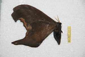  ( - BC-RBP 12632)  @11 [ ] copyright (2023) Ron Brechlin Research Collection of Ron Brechlin