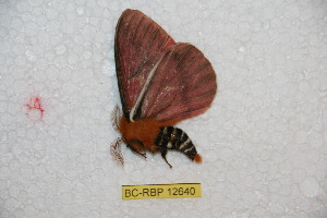  ( - BC-RBP 12640)  @11 [ ] copyright (2023) Ron Brechlin Research Collection of Ron Brechlin