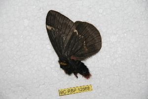  (Paradirphia antonia - BC-RBP 12668)  @11 [ ] copyright (2023) Ron Brechlin Research Collection of Ron Brechlin