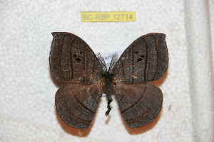  ( - BC-RBP 12714)  @11 [ ] copyright (2023) Ron Brechlin Research Collection of Ron Brechlin