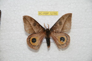  ( - BC-RBP 12760)  @11 [ ] copyright (2023) Ron Brechlin Research Collection of Ron Brechlin