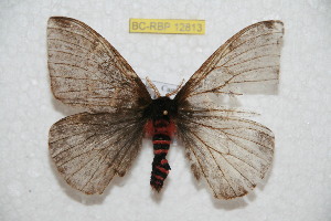  (Paradirphia florenciana - BC-RBP 12813)  @11 [ ] copyright (2023) Ron Brechlin Research Collection of Ron Brechlin