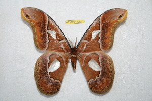  ( - BC-RBP12817)  @11 [ ] copyright (2024) Ron Brechlin Research Collection of Ron Brechlin