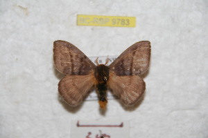  ( - BC-RBP 9783)  @13 [ ] Copyright (2015) Ron Brechlin Research Collection of Ron Brechlin