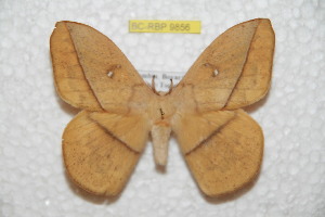  ( - BC-RBP 9856)  @11 [ ] Copyright (2015) Ron Brechlin Research Collection of Ron Brechlin