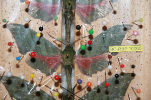  ( - BC-RBP 10000)  @11 [ ] Copyright (2016) Ron Brechlin Research Collection of Ron Brechlin
