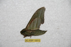  ( - BC-RBP 10013)  @11 [ ] Copyright (2016) Ron Brechlin Research Collection of Ron Brechlin
