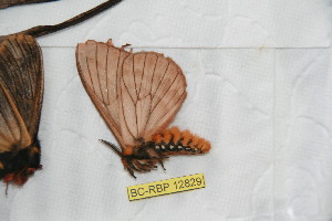  ( - BC-RBP12829)  @11 [ ] copyright (2024) Ron Brechlin Research Collection of Ron Brechlin