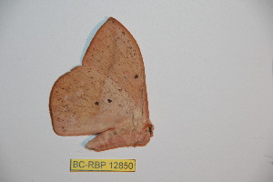  ( - BC-RBP12850)  @11 [ ] copyright (2024) Ron Brechlin Research Collection of Ron Brechlin