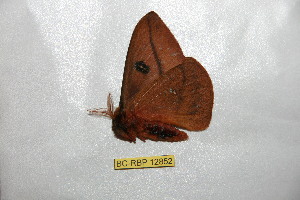  ( - BC-RBP12852)  @11 [ ] copyright (2024) Ron Brechlin Research Collection of Ron Brechlin