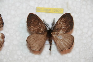  ( - BC-RBP-12927)  @11 [ ] copyright (2024) Ron Brechlin Research Collection of Ron Brechlin