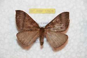  ( - BC-RBP-12928)  @11 [ ] copyright (2024) Ron Brechlin Research Collection of Ron Brechlin