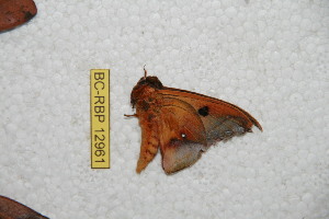  (Automerina auparaensis - BC-RBP-12961)  @11 [ ] copyright (2024) Ron Brechlin Research Collection of Ron Brechlin