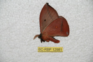  ( - BC-RBP-12981)  @11 [ ] copyright (2024) Ron Brechlin Research Collection of Ron Brechlin
