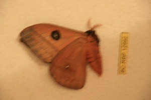  (Automeris libparaensis - BC-RBP-12992)  @11 [ ] copyright (2024) Ron Brechlin Research Collection of Ron Brechlin