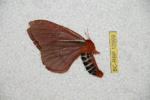  ( - BC-RBP-12999)  @11 [ ] copyright (2024) Ron Brechlin Research Collection of Ron Brechlin