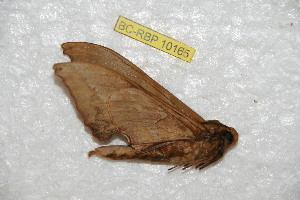  ( - BC-RBP 10165)  @11 [ ] Copyright (2016) Ron Brechlin Research Collection of Ron Brechlin