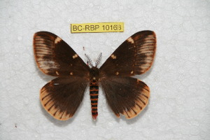  (Paradirphia angelensis - BC-RBP 10168)  @14 [ ] Copyright (2016) Ron Brechlin Research Collection of Ron Brechlin