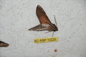  ( - BC-RBP 10225)  @12 [ ] Copyright (2016) Ron Brechlin Research Collection of Ron Brechlin