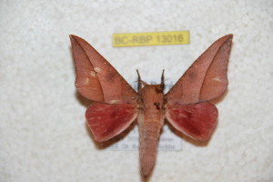  ( - BC-RBP-13016)  @11 [ ] copyright (2025) Ron Brechlin Research Collection of Ron Brechlin