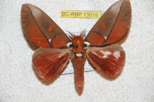  ( - BC-RBP-13018)  @11 [ ] copyright (2025) Ron Brechlin Research Collection of Ron Brechlin