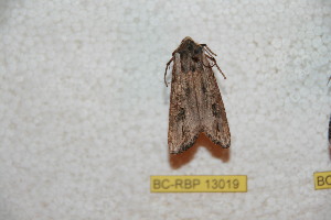  ( - BC-RBP-13019)  @11 [ ] copyright (2025) Ron Brechlin Research Collection of Ron Brechlin