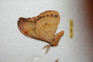  ( - BC-RBP-13033)  @11 [ ] copyright (2025) Ron Brechlin Research Collection of Ron Brechlin