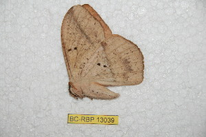  ( - BC-RBP-13039)  @11 [ ] copyright (2025) Ron Brechlin Research Collection of Ron Brechlin