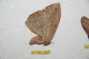  ( - BC-RBP-13040)  @11 [ ] copyright (2025) Ron Brechlin Research Collection of Ron Brechlin