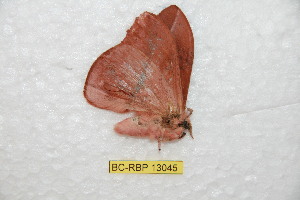  ( - BC-RBP-13045)  @11 [ ] copyright (2025) Ron Brechlin Research Collection of Ron Brechlin