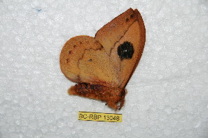  ( - BC-RBP-13048)  @11 [ ] copyright (2025) Ron Brechlin Research Collection of Ron Brechlin