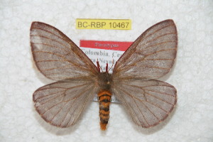  (Winbrechlinia grissinjaevi - BC-RBP 10467)  @14 [ ] Copyright (2017) Ron Brechlin Research Collection of Ron Brechlin