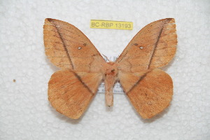  (Lonomia winbrechlini - BC-RBP-13193)  @11 [ ] copyright (2025) Ron Brechlin Research Collection of Ron Brechlin