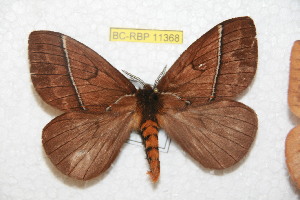  (Pseudodirphia mendozcola - BC-RBP 11368)  @11 [ ] Copyright (2019) Ron Brechlin Research Collection of Ron Brechlin