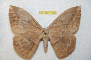  ( - BC-RBP 11370)  @11 [ ] Copyright (2019) Ron Brechlin Research Collection of Ron Brechlin