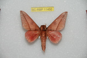  (Adeloneivaia catobahiana - BC-RBP 11450)  @11 [ ] Copyright (2019) Ron Brechlin Research Collection of Ron Brechlin