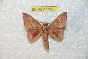  (Adeloneivaia boliviana - BC-RBP 11463)  @11 [ ] Copyright (2019) Ron Brechlin Research Collection of Ron Brechlin