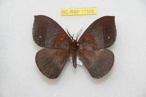  ( - BC-RBP 11505)  @12 [ ] Copyright (2019) Ron Brechlin Research Collection of Ron Brechlin
